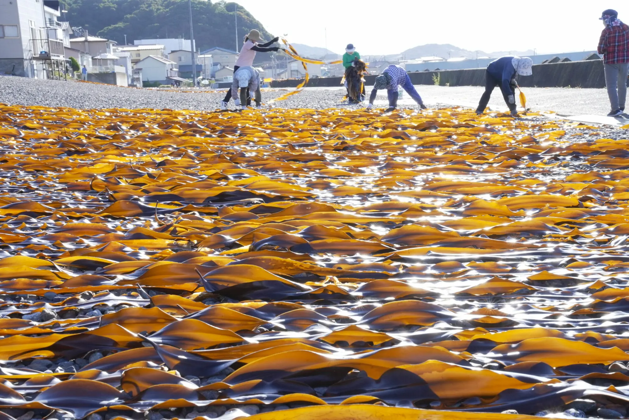 日高みついし昆布｜三石の伝統が育む極上昆布｜よしあり水産